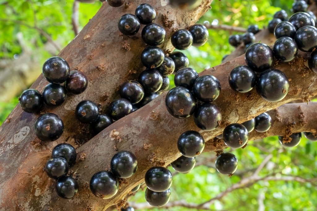 frutas para plantar em solo argiloso