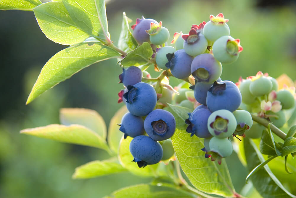 Guia completo do Camu-camu: cultivo, benefícios e onde encontrar mudas.