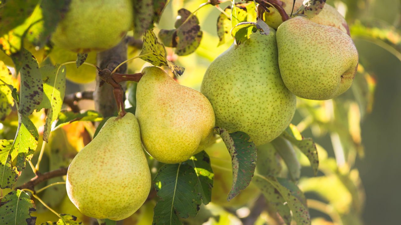 Jabuticaba em solos úmidos: dicas para uma colheita abundante.