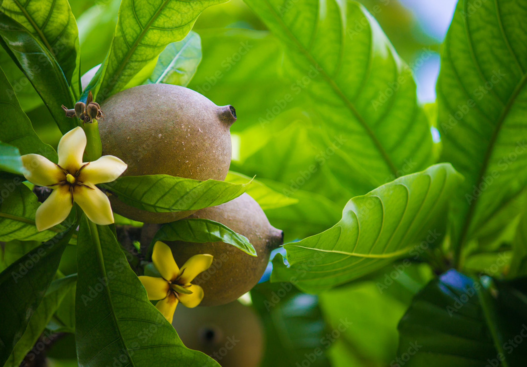 Como preparar o solo para plantar frutíferas em áreas úmidas?