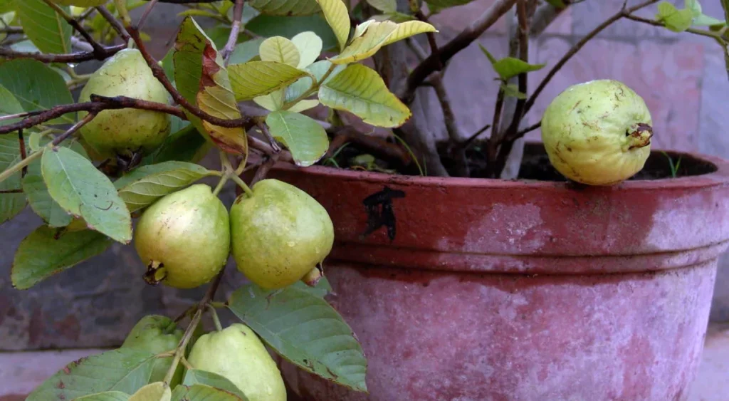 5 ideias de títulos:
1. As Frutas Mais Rápidas para Colher em Vasos: Guia Completo
2. Transforme sua Varanda: Frutíferas de Ciclo Curto para Pequenos Espaços
3. Acelere sua Colheita: Dicas Essenciais para Frutas em Vasos
4. De Semente a Fruto em Tempo Recorde: As Melhores Frutíferas para Vasos
5. Cultivo de Frutas em Vasos: Do Plantio à Colheita em Menos de 1 Ano