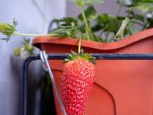 frutas que crescem rápido em vaso