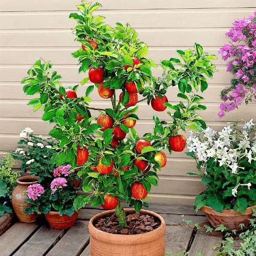 frutas que crescem rápido em vaso