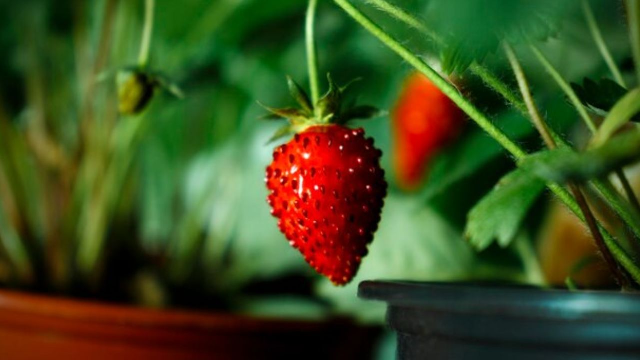 5 ideias de títulos:
1. As Frutas Mais Rápidas para Colher em Vasos: Guia Completo
2. Transforme sua Varanda: Frutíferas de Ciclo Curto para Pequenos Espaços
3. Acelere sua Colheita: Dicas Essenciais para Frutas em Vasos
4. De Semente a Fruto em Tempo Recorde: As Melhores Frutíferas para Vasos
5. Cultivo de Frutas em Vasos: Do Plantio à Colheita em Menos de 1 Ano