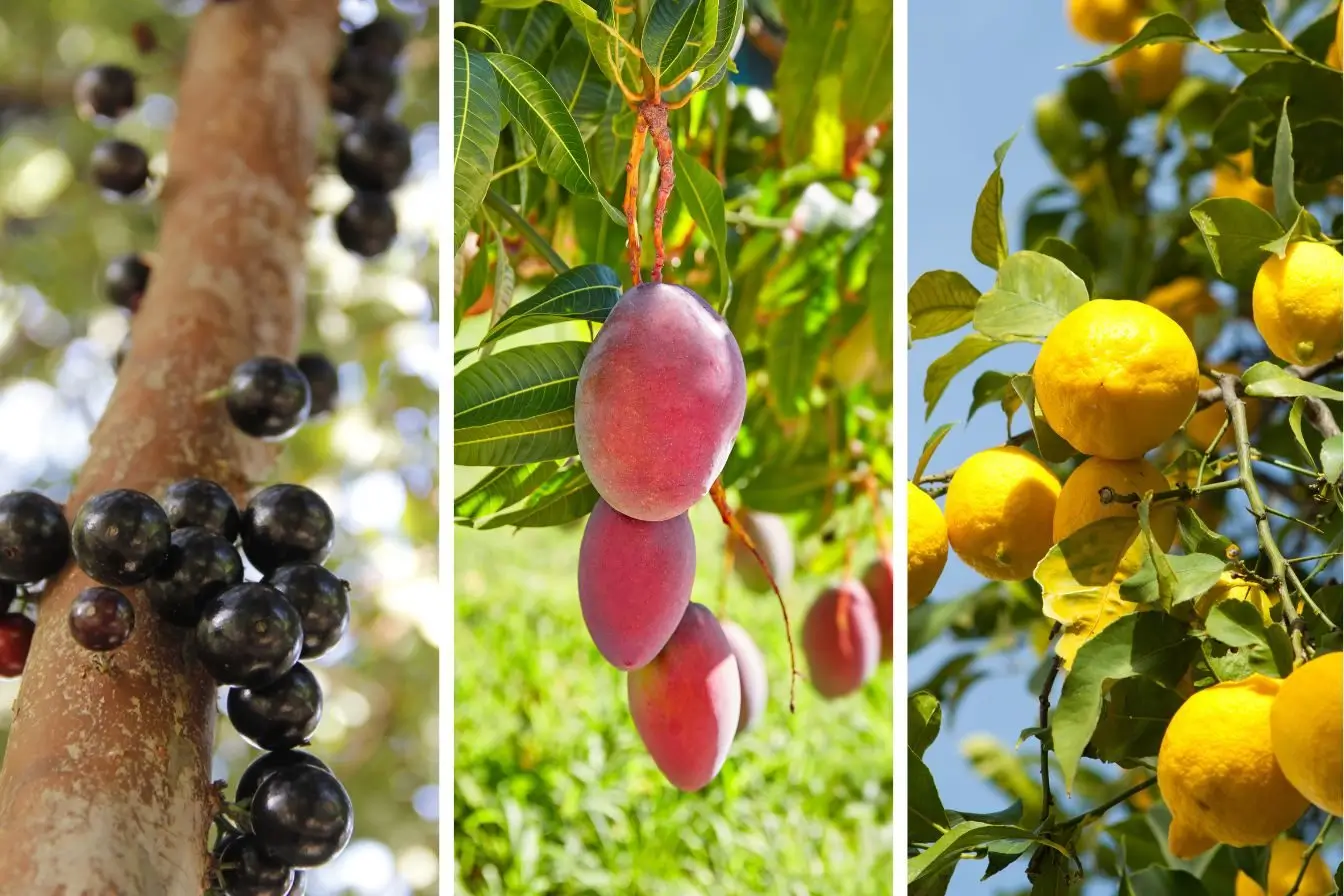Como escolher o vaso ideal para frutíferas
