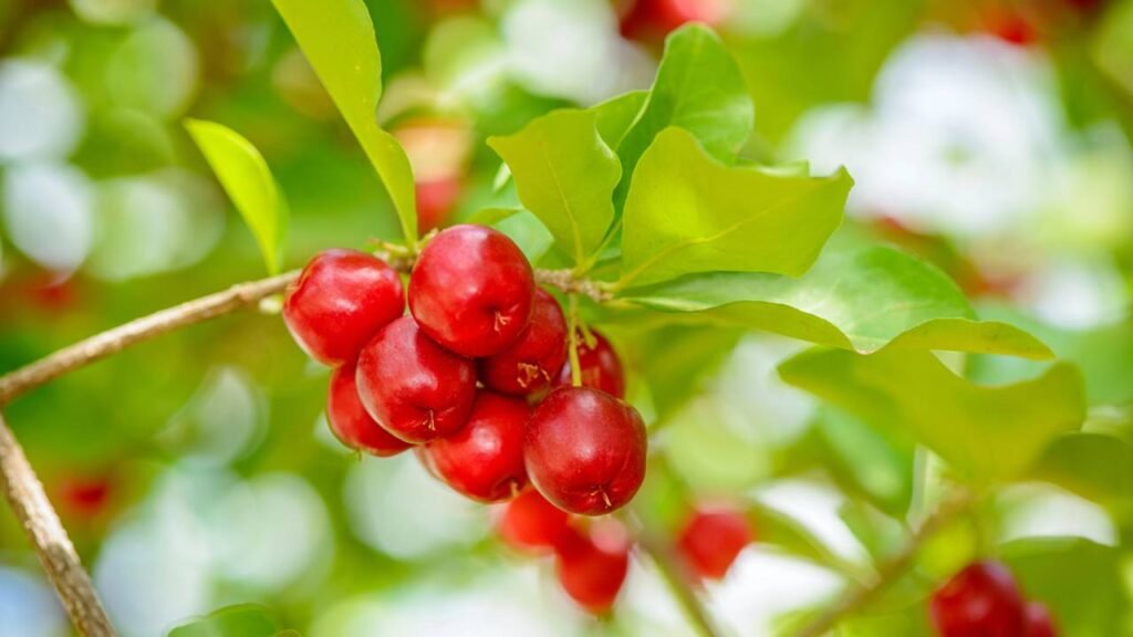 Frutas que produzem o ano todo: quais são?