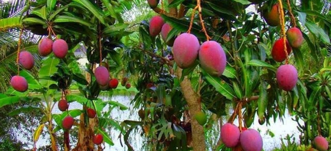 Frutas que produzem o ano todo: quais são?