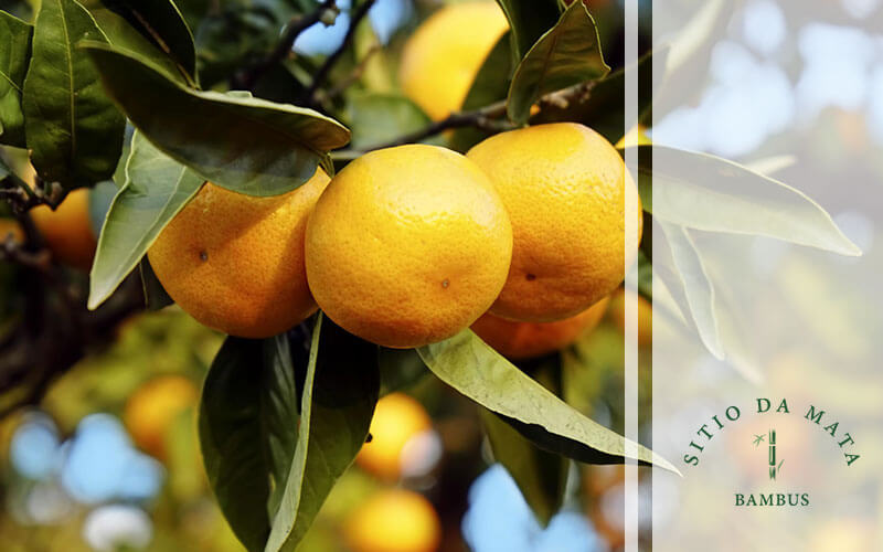 Guia completo de irrigação para o verão