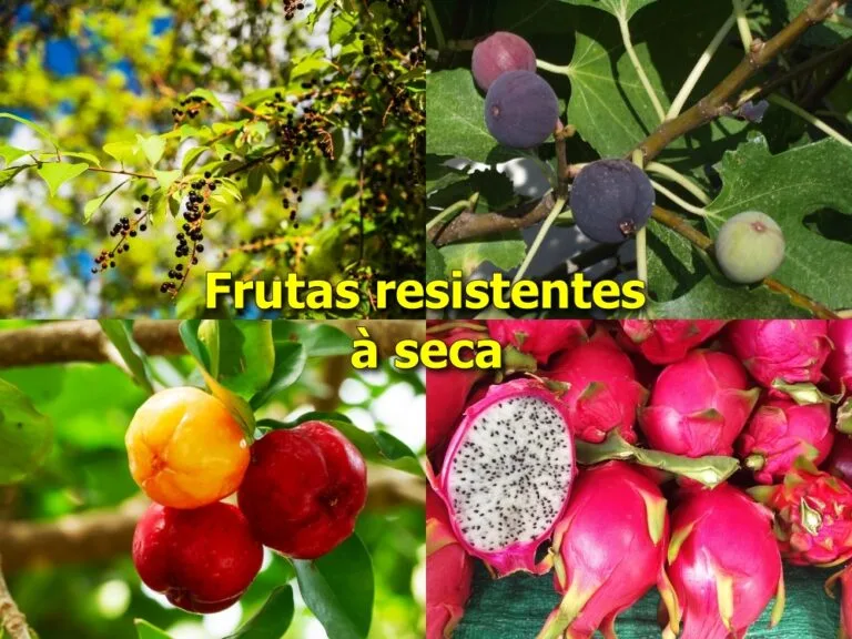 5 ideias de títulos:
1. As Melhores Frutas Resistentes à Seca para o Seu Jardim
2. Guia Completo: Frutas Nativas do Semiárido Brasileiro que Sobrevivem à Estiagem
3. Cultivando Frutas em Climas Quentes e Secos: Dicas Essenciais
4. De Umbu a Tâmara: Descubra Frutíferas Incrivelmente Resistentes à Falta de Água
5. Como Escolher Frutas que Toleram a Seca e Florescem o Ano Todo