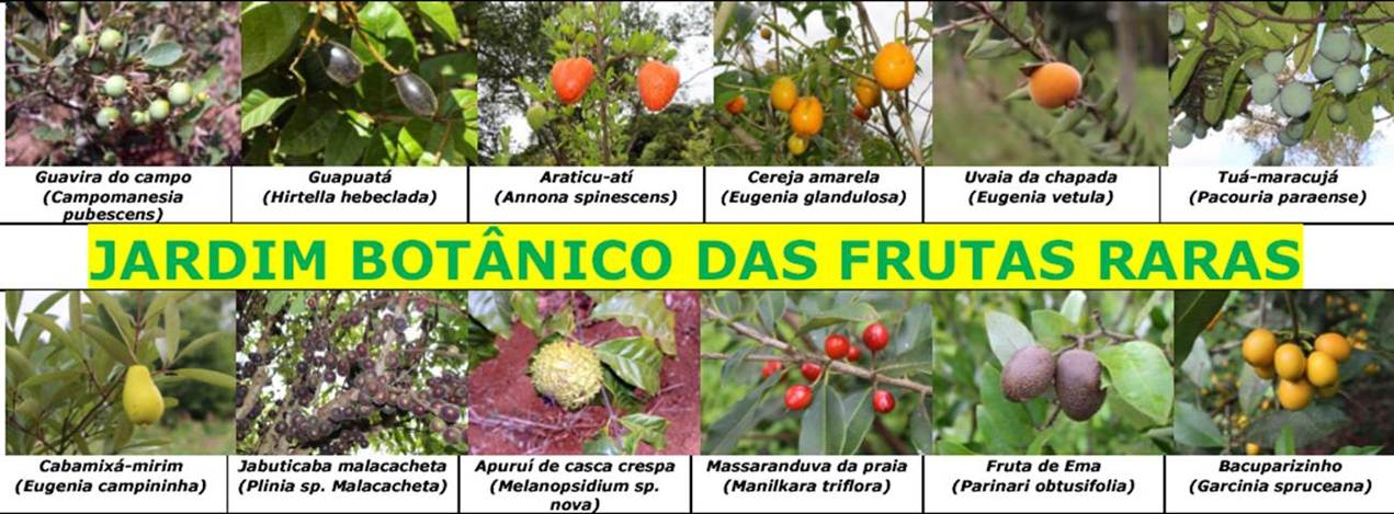 frutas silvestres brasileiras para horta