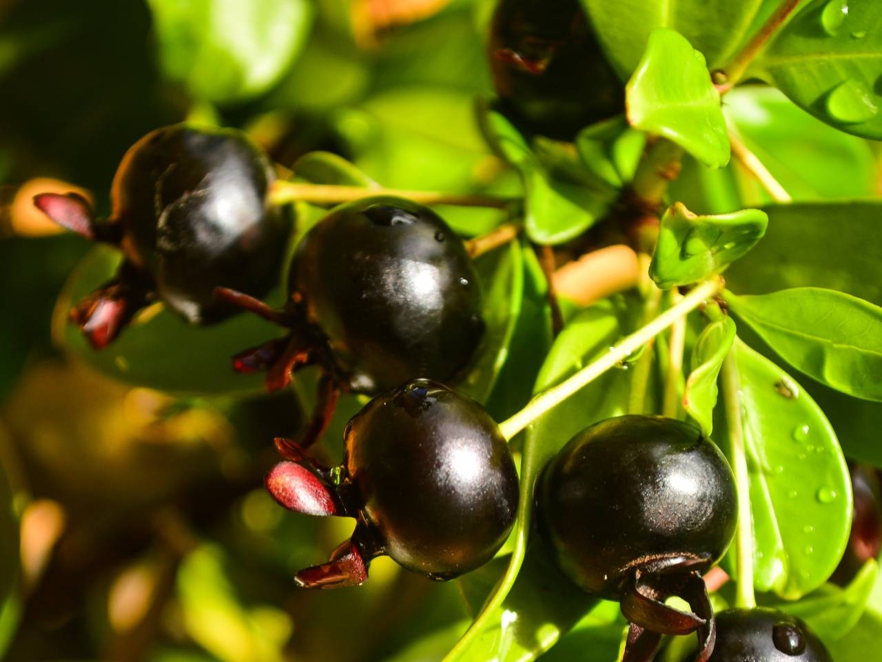 Guia Completo: Como Iniciar Sua Horta de Frutas Nativas Brasileiras