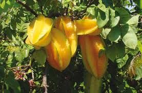 Descubra os Benefícios Nutricionais das Frutas do Cerrado e Caatinga