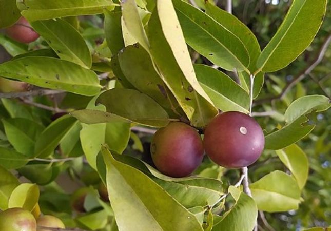 Além da Jabuticaba: Conheça Outras Frutas Nativas Incríveis para o seu Jardim