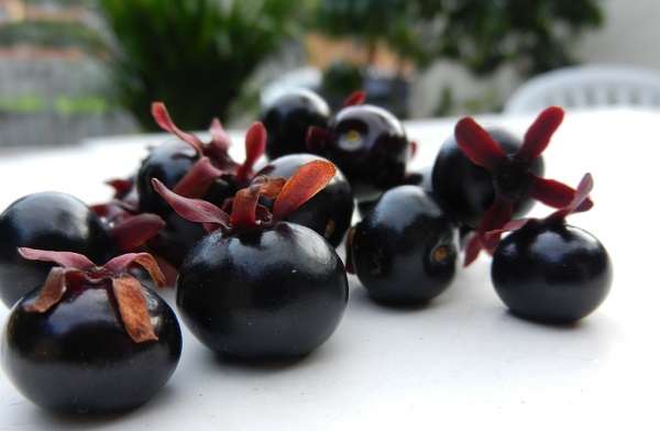 Top 5 Frutas Nativas Ideais para Vasos e Pequenos Espaços