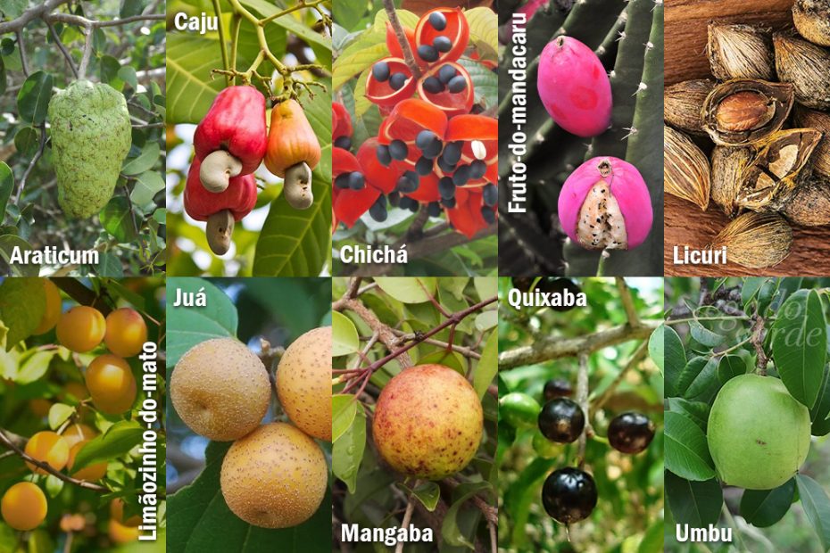 Descubra os Benefícios Nutricionais das Frutas do Cerrado e Caatinga