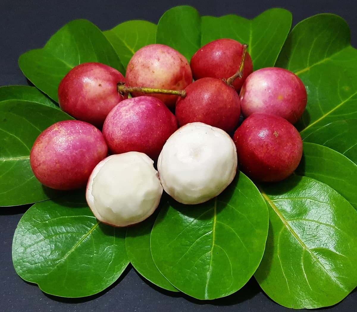 frutas silvestres brasileiras para horta