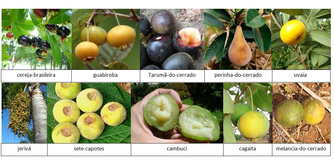 Mudas de Frutas Nativas: Onde Encontrar e Como Cuidar