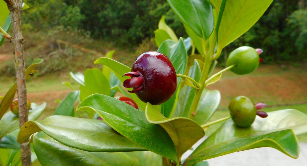 Além da Jabuticaba: Conheça Outras Frutas Nativas Incríveis para o seu Jardim