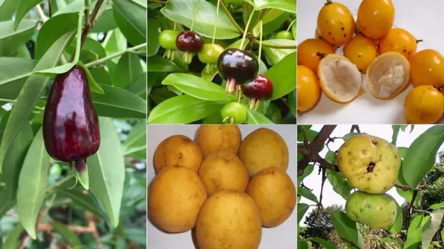 Guia Completo: Como Iniciar Sua Horta de Frutas Nativas Brasileiras