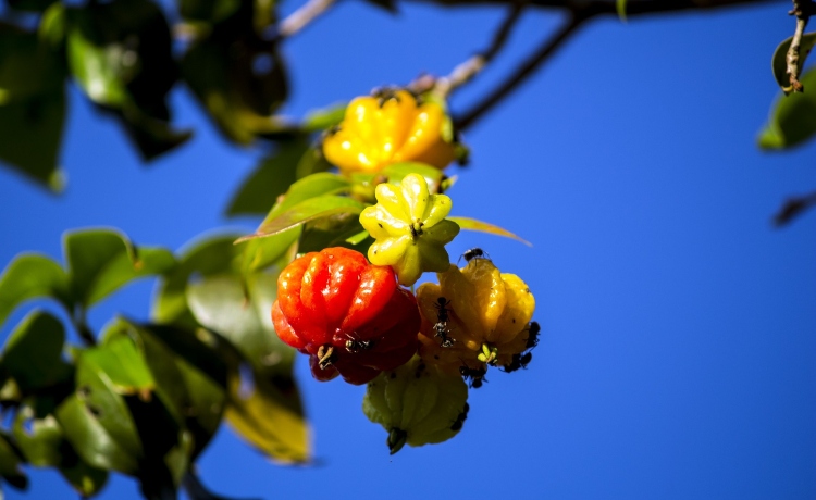 Top 5 Frutas Nativas Ideais para Vasos e Pequenos Espaços