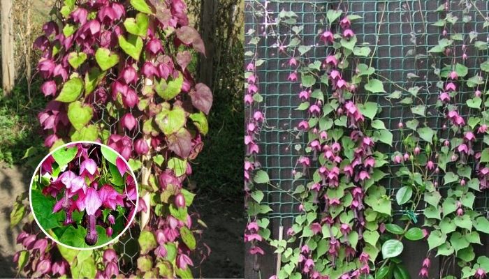 frutas trepadeiras para cobrir muros