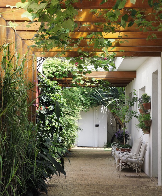 Como escolher o melhor suporte para suas trepadeiras frutíferas