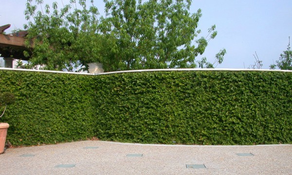 Guia completo de poda para videiras em muros