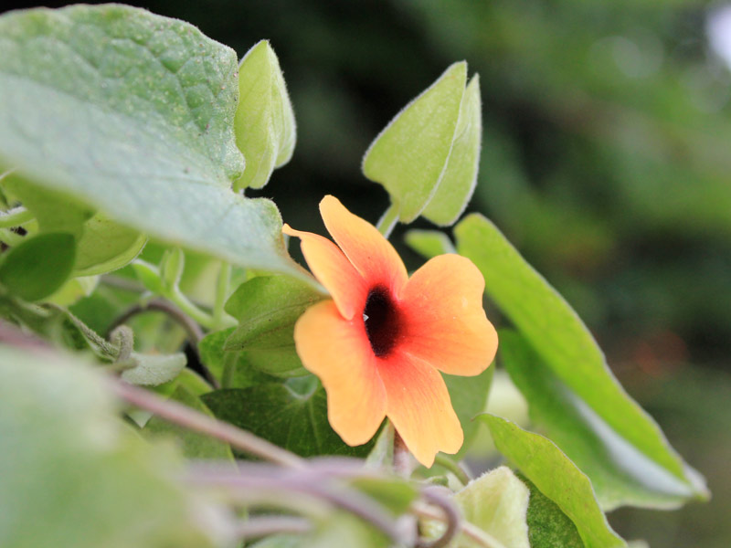 Benefícios de cultivar maracujá em vasos na varanda