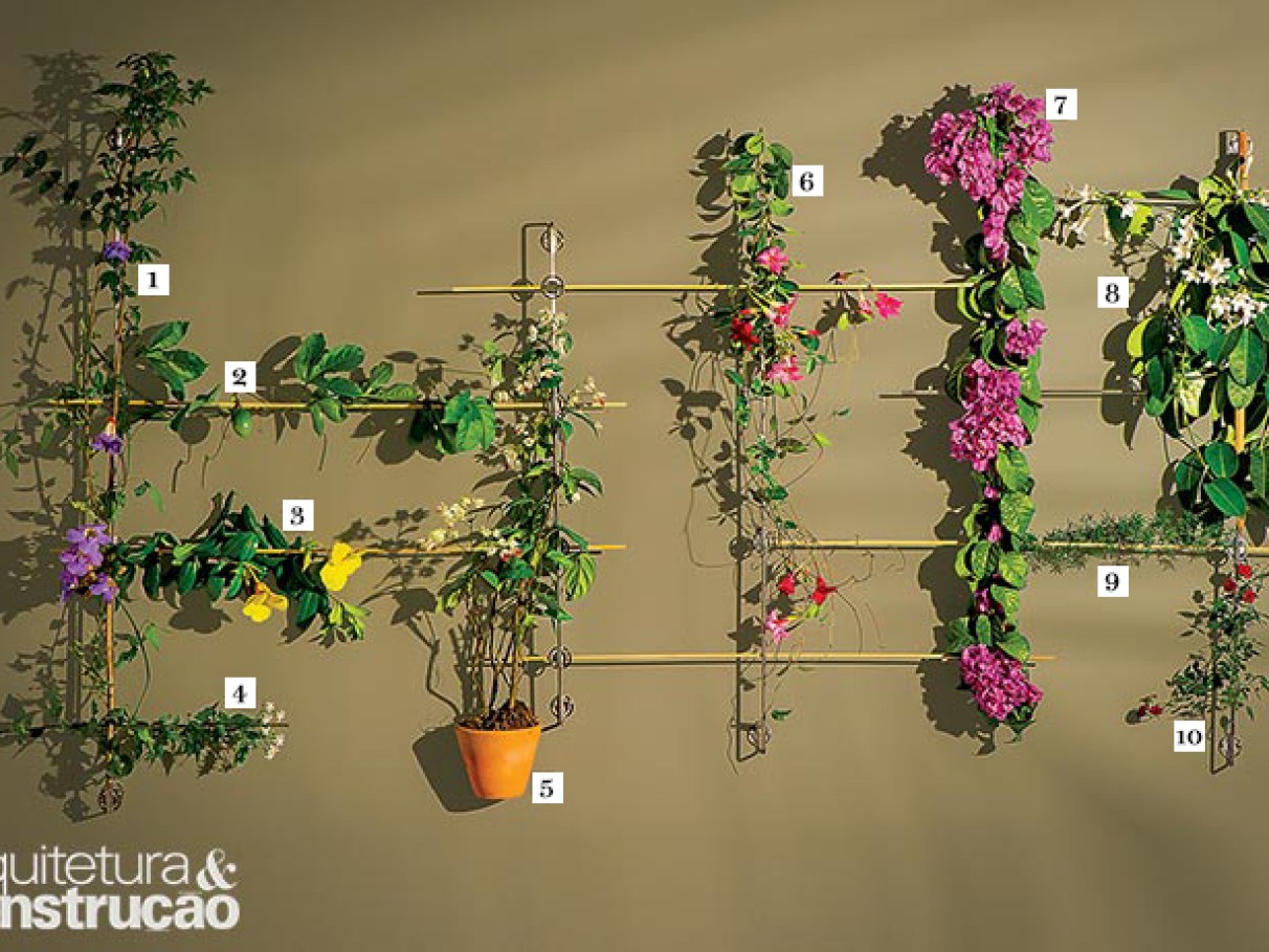 frutas trepadeiras para cobrir muros