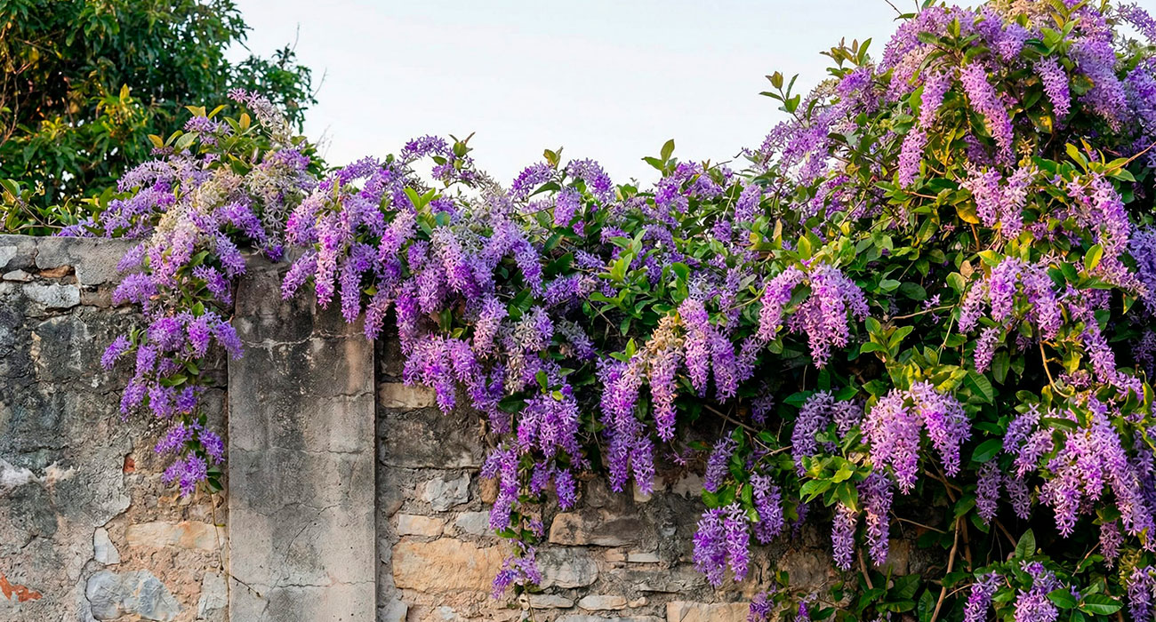 Guia completo de poda para videiras em muros