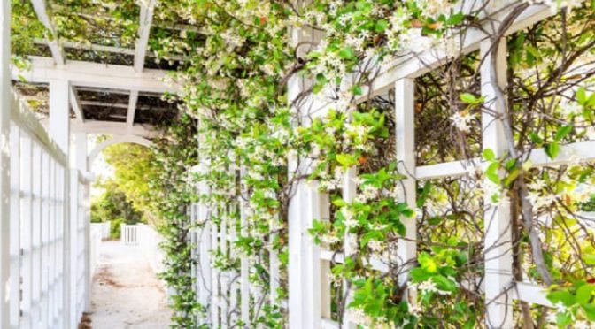 Guia completo de poda para videiras em muros