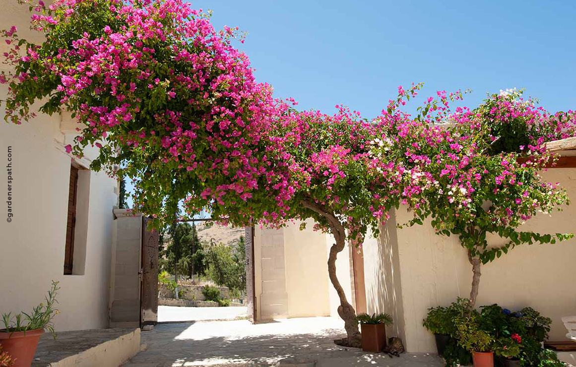 Pitaya: o cacto trepador que dá frutos em casa