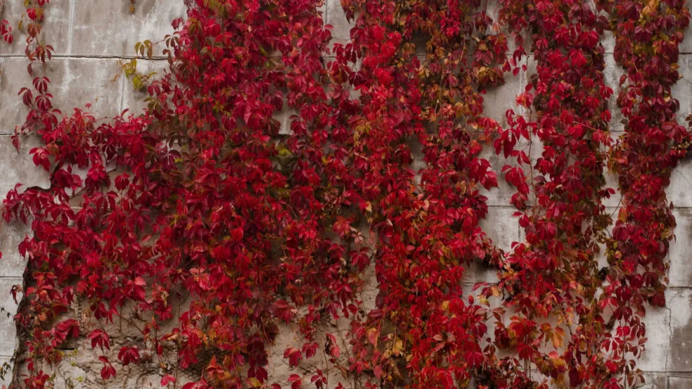 Benefícios de cultivar maracujá em vasos na varanda