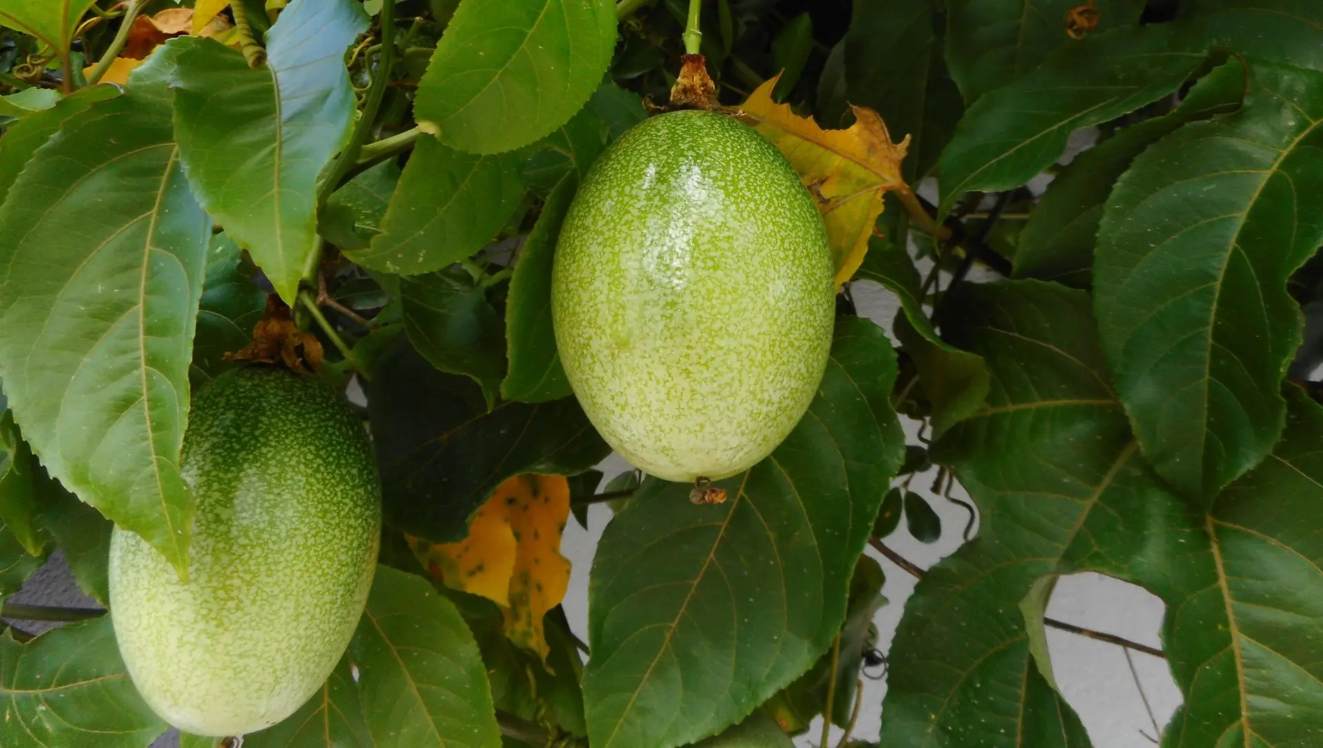 Amora trepadeira: dicas de cultivo e colheita