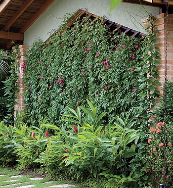 Como escolher o melhor suporte para suas trepadeiras frutíferas