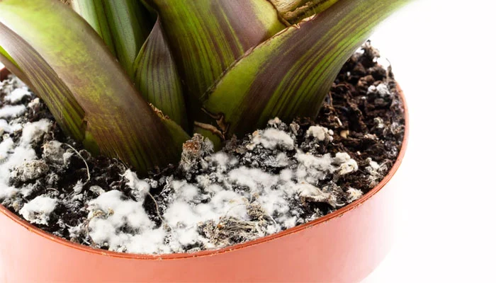 Guia Completo: Como Identificar e Tratar Fungos em Suas Plantas