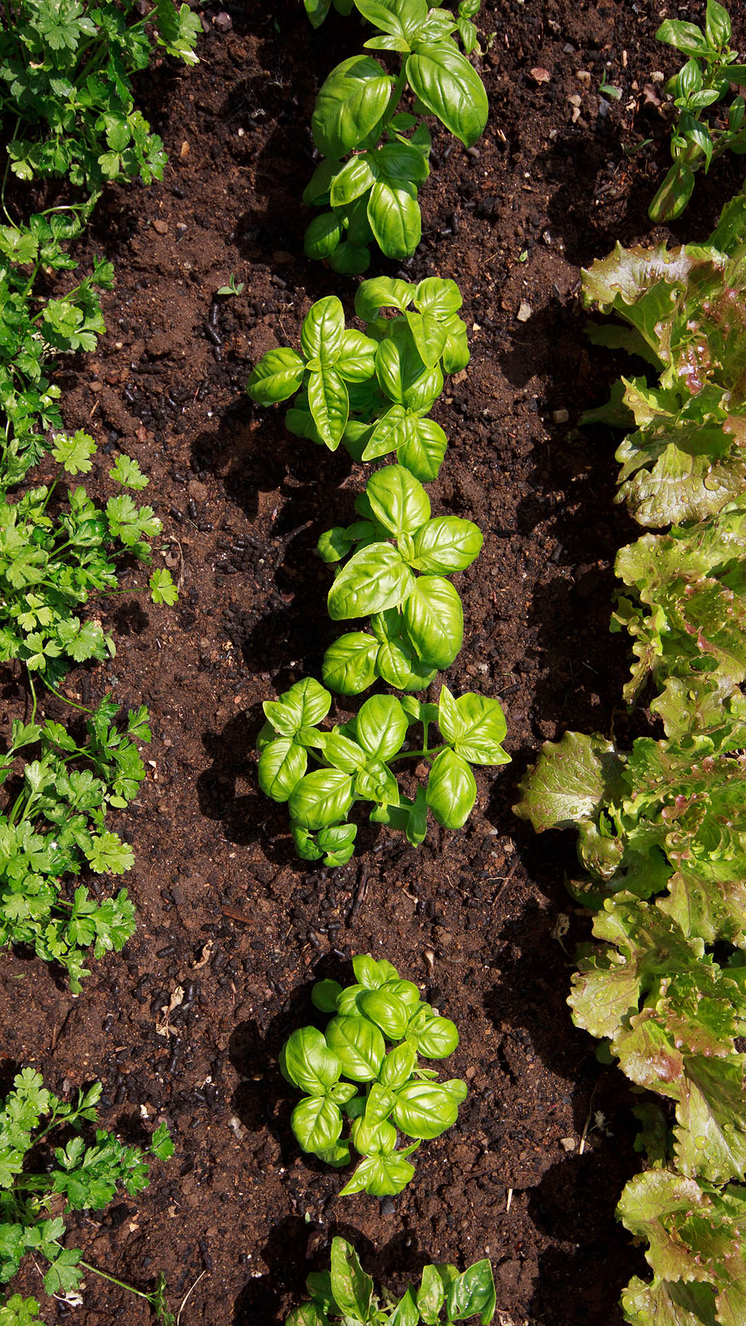 Receitas Caseiras Eficazes para Fungos na Horta
