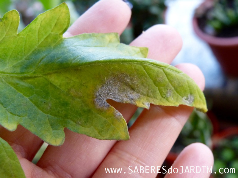 A Importância da Solarização do Solo para Hortas Saudáveis