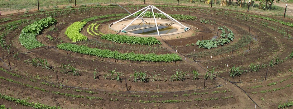 5 plantas ideais para horta mandala