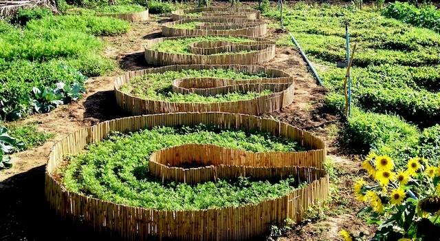 Guia completo de compostagem para horta circular