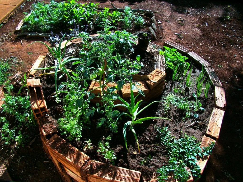 Horta circular em pequenos espaços: dicas práticas