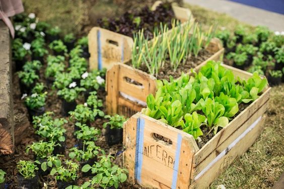 Guia Completo: Impermeabilização de Caixotes para Horta Orgânica; As Melhores Plantas de Raiz Curta para sua Horta em Apartamento; Adubação Orgânica Eficaz: Como Nutrir sua Horta em Caixotes; Drenagem Perfeita: Evitando Problemas na Horta de Caixotes; Combatendo Pragas Naturalmente: Dicas para sua Horta Orgânica