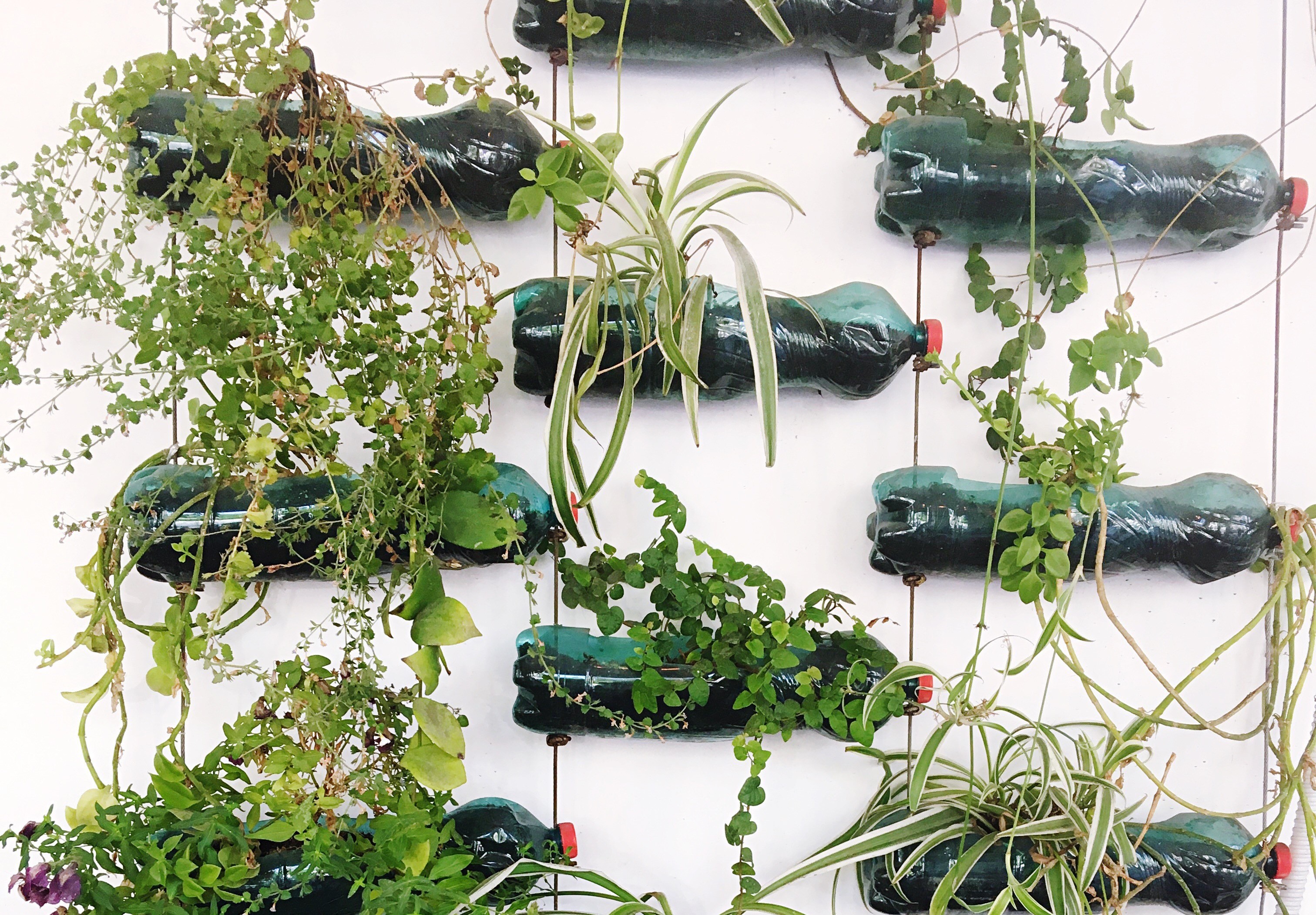 horta vertical de garrafa pet passo a passo