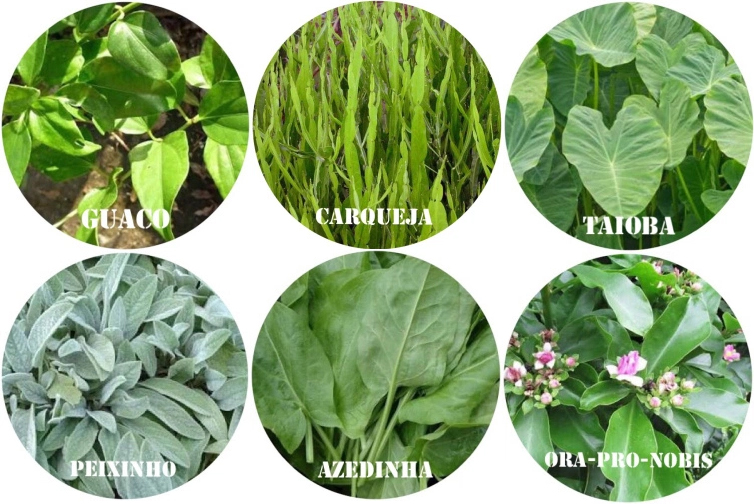 hortaliças panc o que são e como plantar