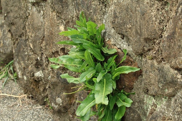 5 ideias de títulos:
1. Descubra o Poder das PANC: Guia Completo para Iniciantes
2. PANC na sua Horta: Como Cultivar Ora-pro-nóbis e Peixinho-da-horta
3. Alimentação Sustentável: Os Benefícios Nutricionais das Plantas Não Convencionais
4. PANC: Da Cozinha à Horta