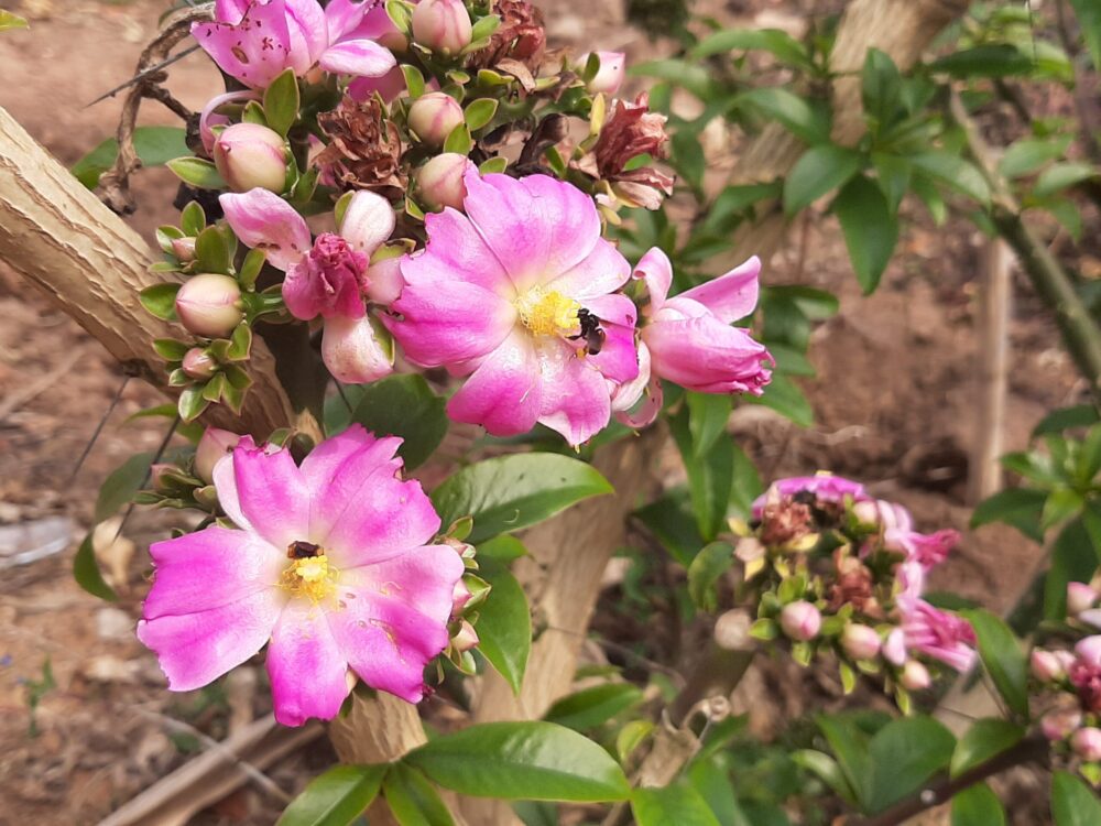 hortaliças panc o que são e como plantar