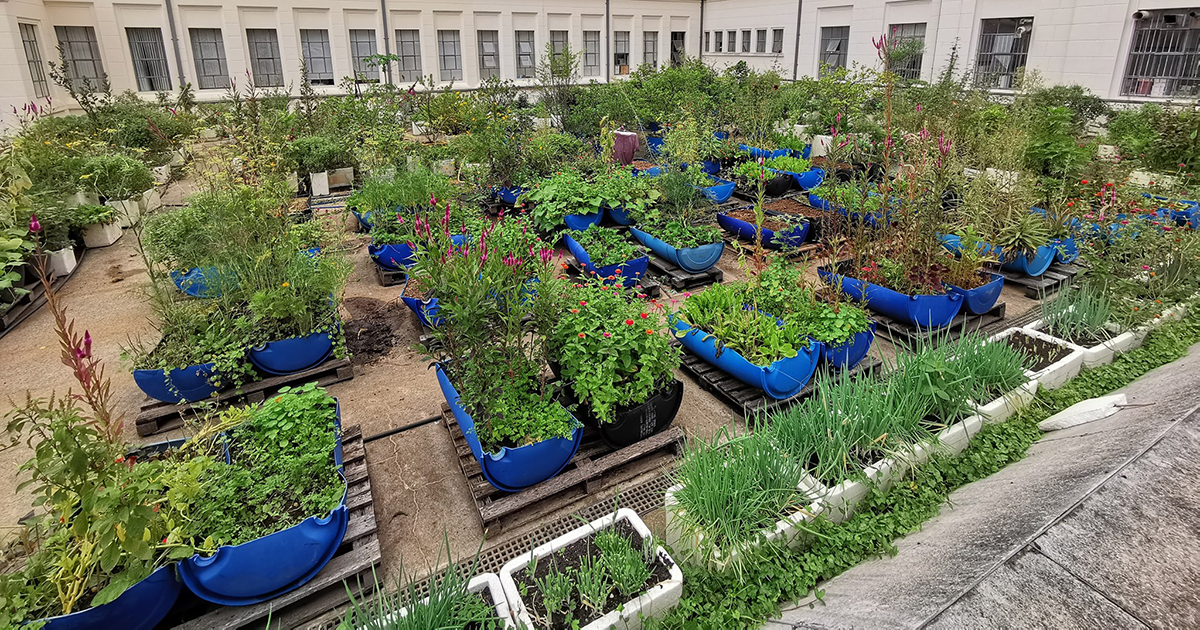 Guia Completo: Como Montar sua Horta Comunitária Urbana
As 10 Hortaliças Mais Fáceis de Cultivar em Apartamentos
Colheita Rápida: Os Vegetais Perfeitos para Iniciantes
Controle Natural de Pragas na sua Horta Orgânica
Tomate Cereja em Vaso: Dicas de Cultivo e Manutenção