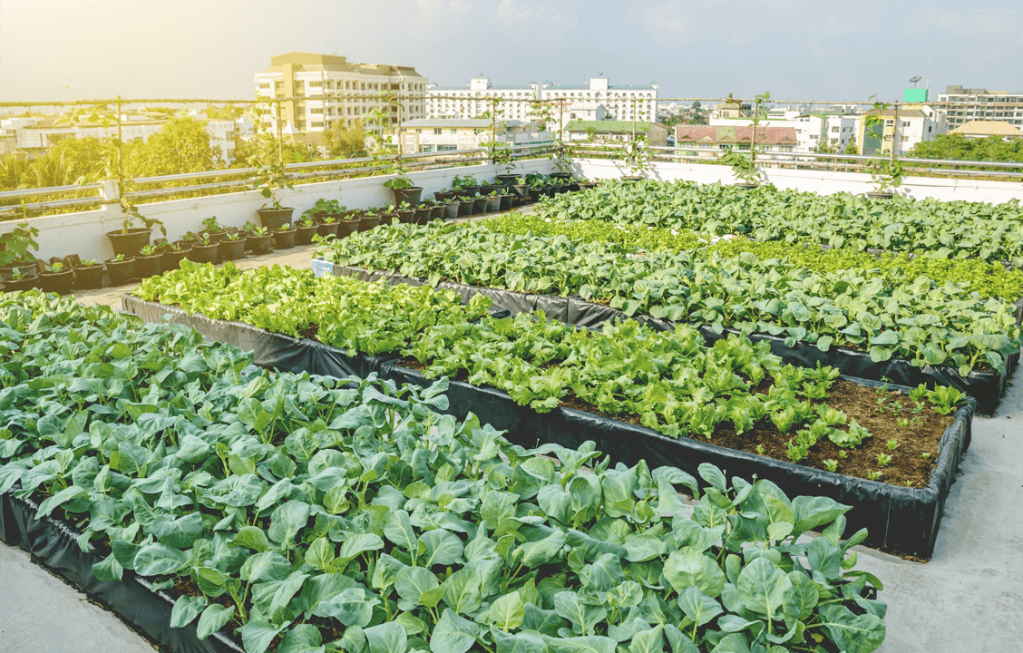 hortaliças para horta comunitária urbana