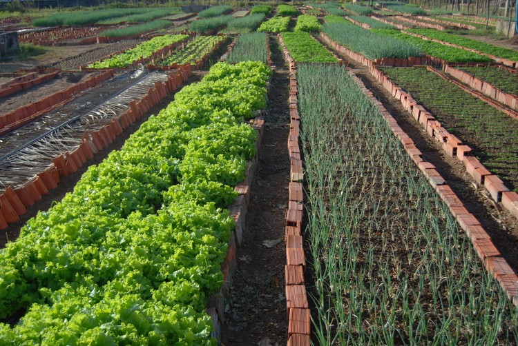 Guia Completo: Como Montar sua Horta Comunitária Urbana
As 10 Hortaliças Mais Fáceis de Cultivar em Apartamentos
Colheita Rápida: Os Vegetais Perfeitos para Iniciantes
Controle Natural de Pragas na sua Horta Orgânica
Tomate Cereja em Vaso: Dicas de Cultivo e Manutenção