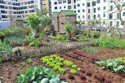hortaliças para horta comunitária urbana